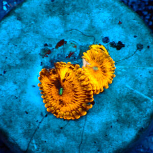 TC Zoanthus Gold Maul