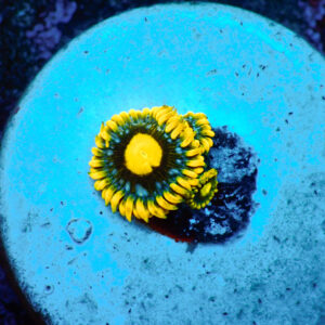 TC Zoanthus Blueberry Pie