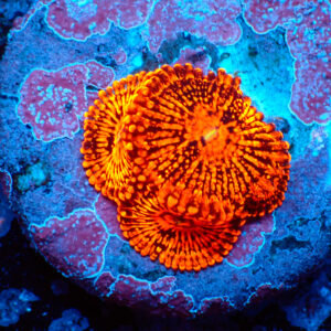 TC Zoanthus Darth Maul