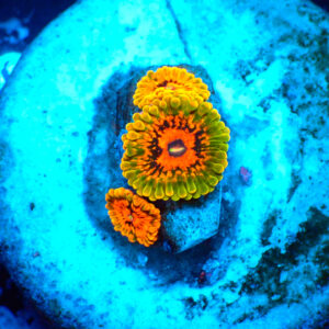 TC Zoanthus Grand Master Krakatoa