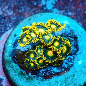 TC Zoanthus Blueberry Fields