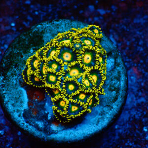 TC Zoanthus Blueberry Fields