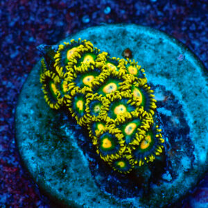 TC Zoanthus Blueberry Fields