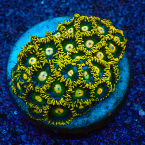 TC Acropora Blueberry Fields mini colonia