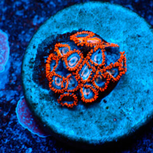 TC Zoanthus Super Mario