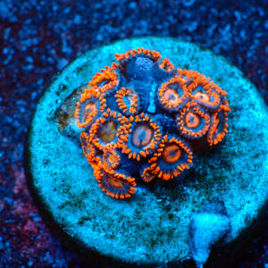 TC Zoanthus Super Mario