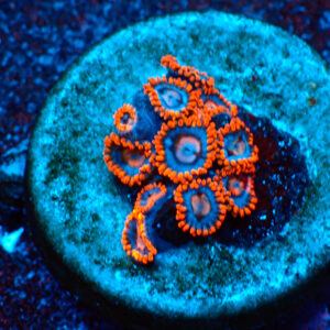 TC Zoanthus Super Mario