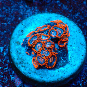 TC Zoanthus Super Mario