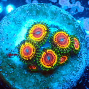 TC Zoanthus Rainbow Eclipse