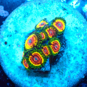 TC Zoanthus Rainbow Eclipse