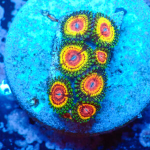 TC Zoanthus Rainbow Eclipse