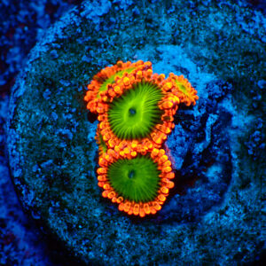 TC Zoanthus Electric Oompa Loompa