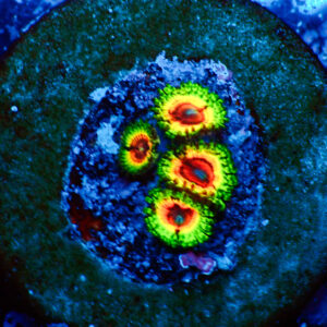 TC Zoanthus Little Shop of Horrors