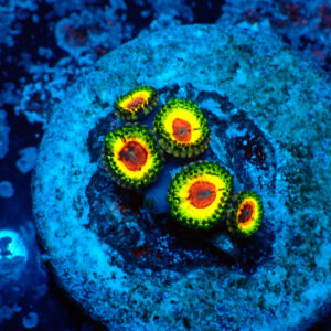 TC Zoanthus Little Shop of Horrors