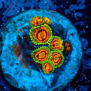 TC Zoanthus Rainbow Incinerator