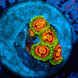 TC Zoanthus Rainbow Incinerator