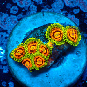 TC Zoanthus Rainbow Incinerator