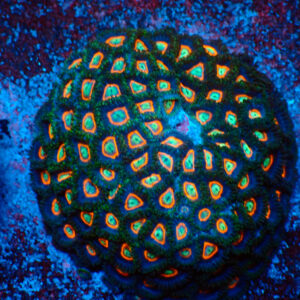 TC Zoanthus U.F.O. colonia