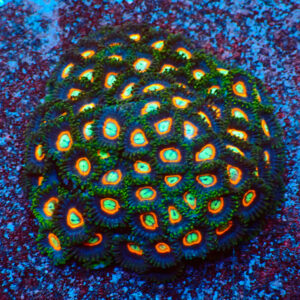 TC Zoanthus U.F.O. colonia