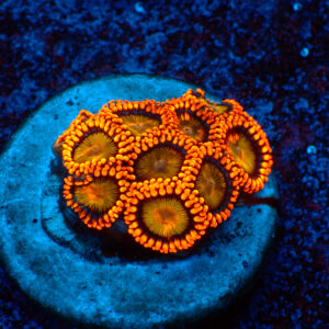 TC Zoanthus Orange Mandarin