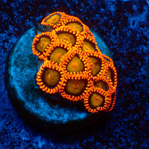 TC Zoanthus Orange Mandarin