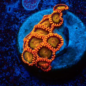 TC Zoanthus Orange Mandarin