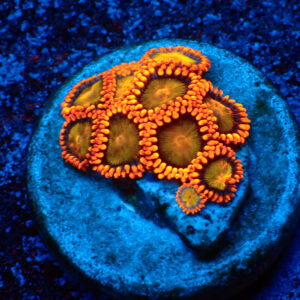 TC Zoanthus Orange Mandarin