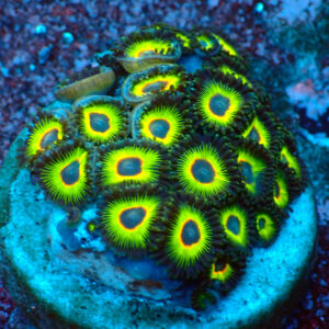 TC Zoanthus Rasta Cousin