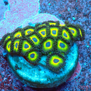 TC Zoanthus Rasta Cousin