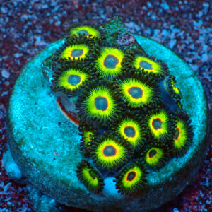 TC Zoanthus Rasta Cousin