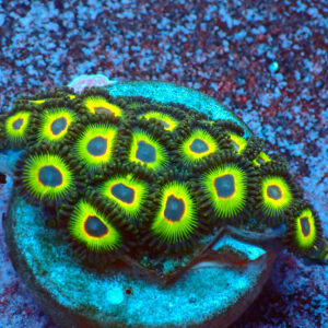 TC Zoanthus Rasta Cousin