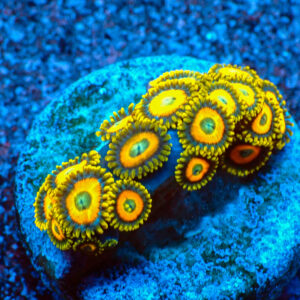 TC Zoanthus Scrambled Eggs