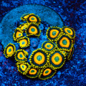 TC Zoanthus Scrambled Eggs