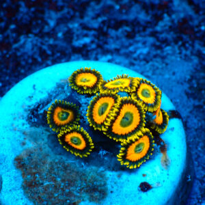 TC Zoanthus Scrambled Eggs