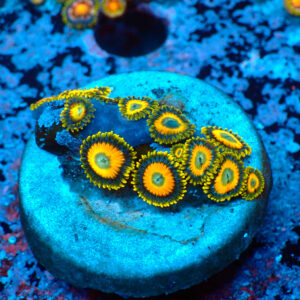 TC Zoanthus Scrambled Eggs