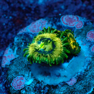 TC Zoanthus Crazy People Eater