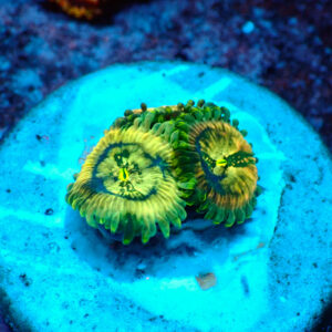 TC Zoanthus Crazy People Eater