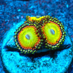 TC Zoanthus Candy Apple Orange