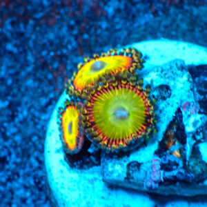 TC Zoanthus Candy Apple Orange