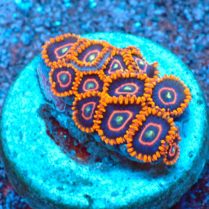 TC Zoanthus Red Hornets