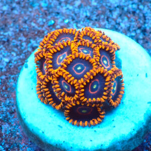 TC Zoanthus Red Hornets