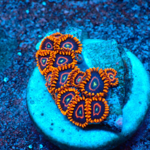 TC Zoanthus Red Hornets