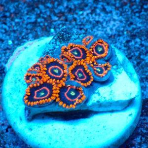 TC Zoanthus Red Hornets