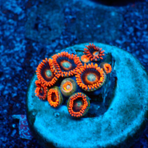 TC Zoanthus Tequila Sunrise