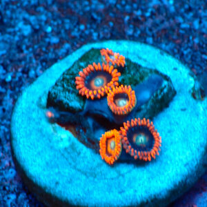 TC Zoanthus Tequila Sunrise