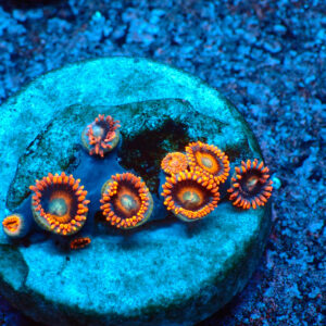 TC Zoanthus Tequila Sunrise