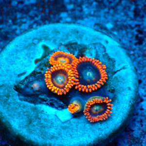 TC Zoanthus Tequila Sunrise