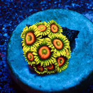 TC Zoanthus Super Sunflower
