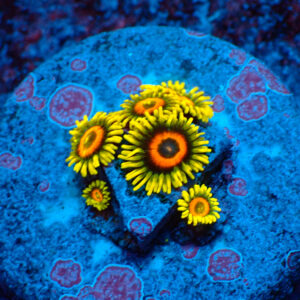 TC Zoanthus Super Sunflower