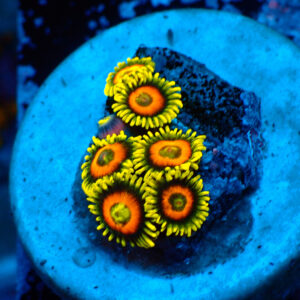 TC Zoanthus Super Sunflower